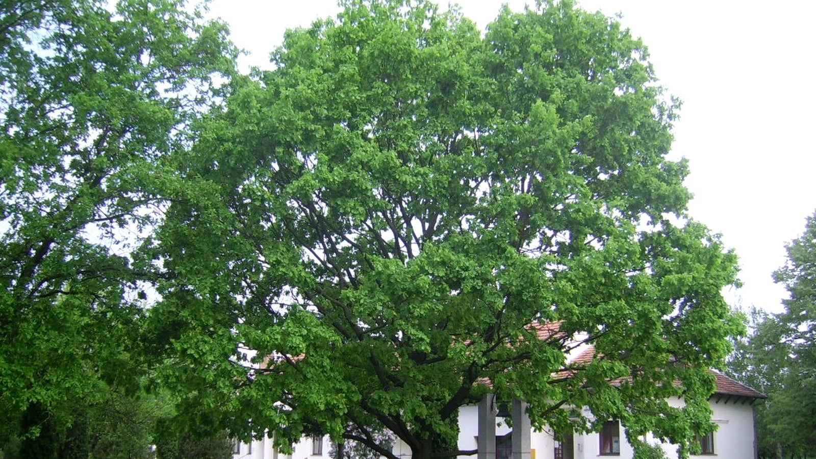 Derekegyház Fő tér / faluközpont szabadtéri látképe — szabadon megközelíthető köztér (Károlyi-kastélypark nem igazolt 0 Ft).