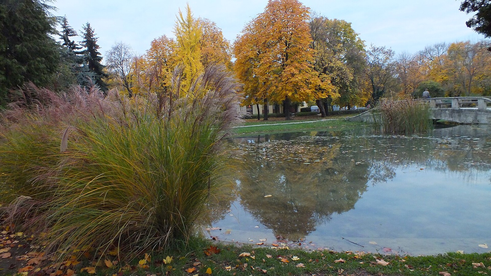 Eger, az Érsekkert sárga és narancs lombú fái, a tó vizében tükröződő őszi park, előtérben díszfüvekkel és lehullott levelekkel.