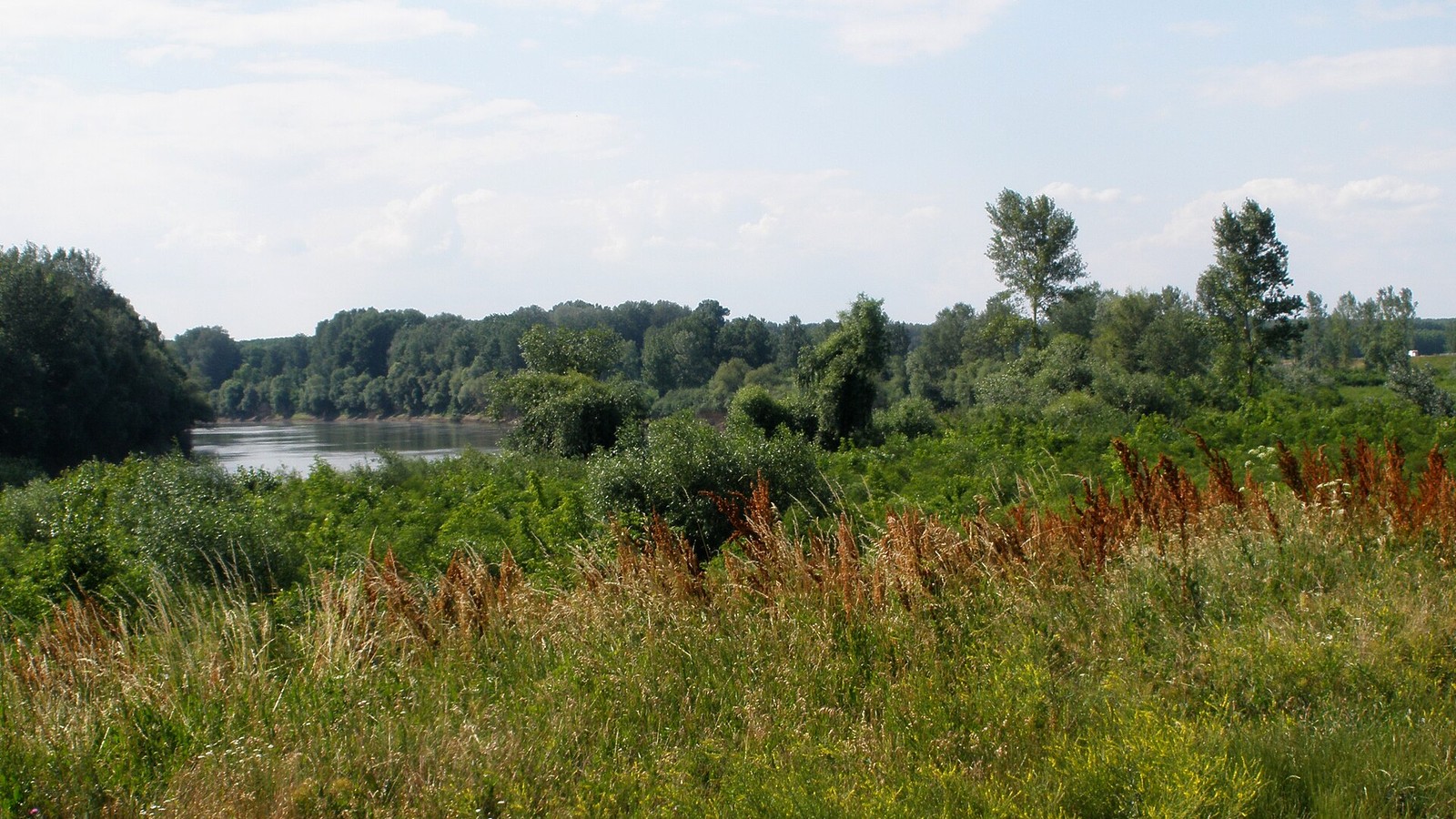 Tiszabő, a Holt-Tisza vízfelülete és vadvirágos partja.