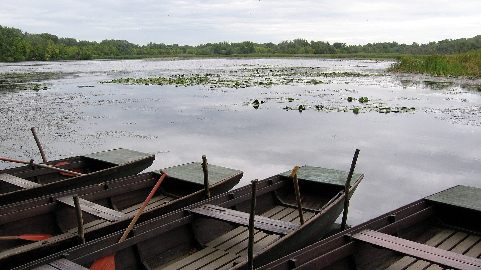 Tiszafüred, ladikok a Tisza-tó partján, a háttérben tavirózsás vízfelülettel és fás parttal.